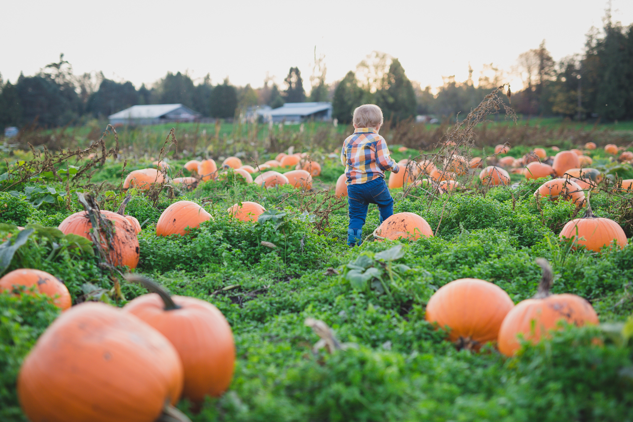 rondriso farms, pumpkin patch, wink photography, vancouver family photographer, family photographer fraser valley