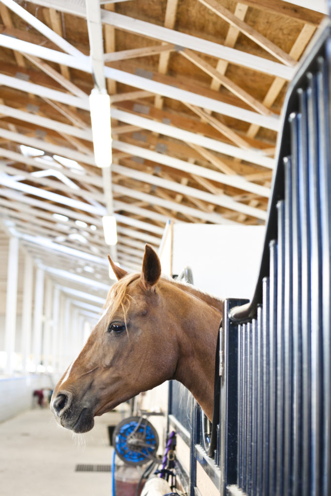 horse barn engagement shoot tsawassen