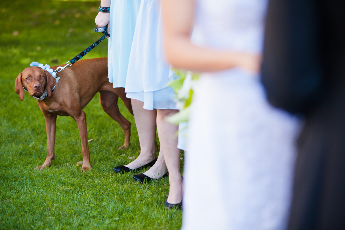 wedding dog port moody