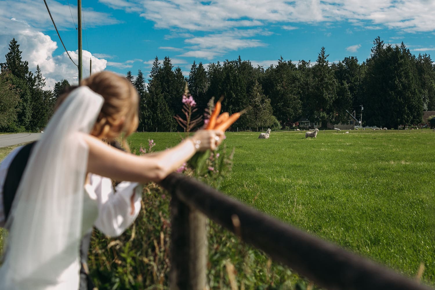 fraser valley alpaca wedding photo