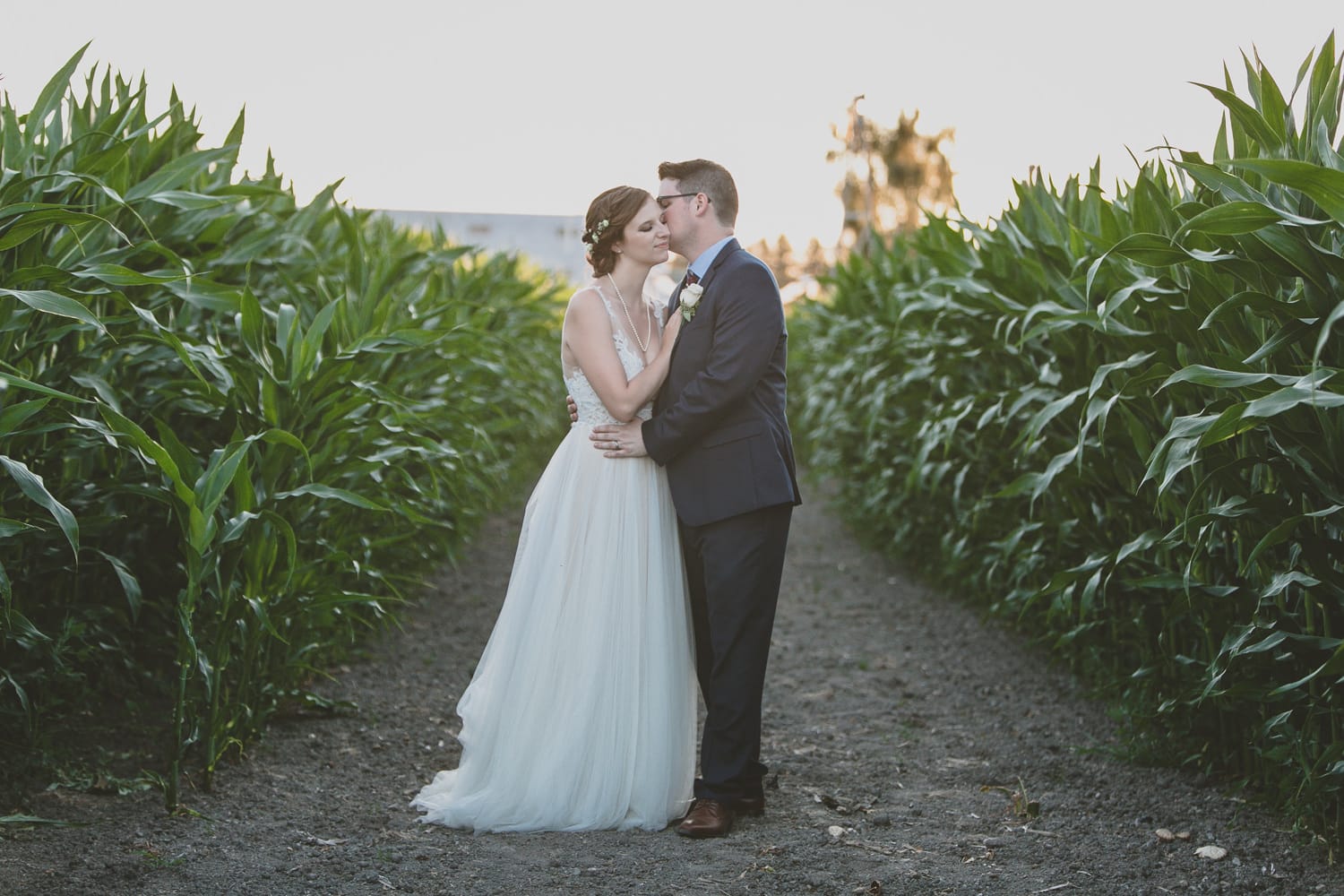 couples portrait in cornfield at barn wedding in pitt meadows
