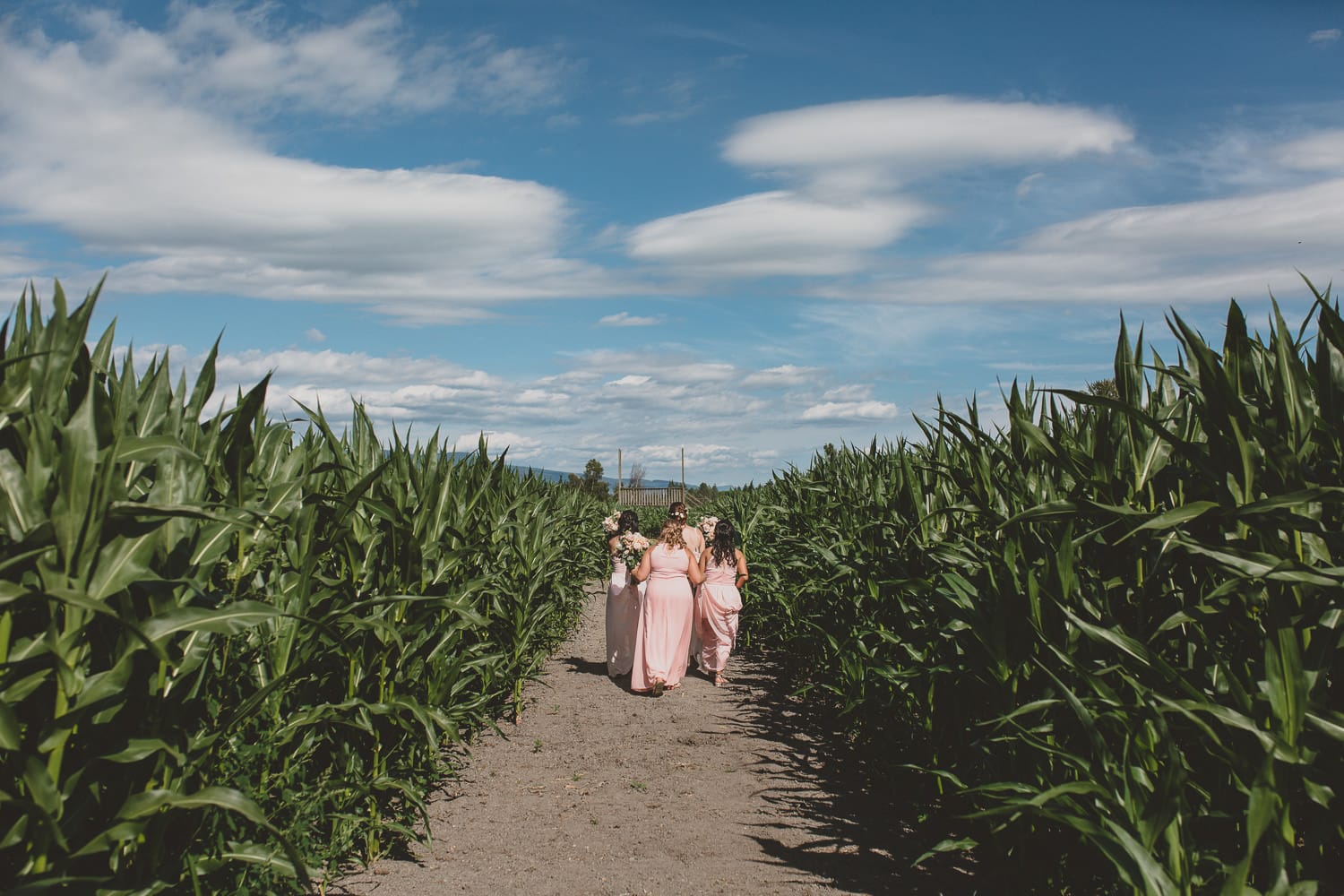 bridesmaids in cornfield at barn wedding in pitt meadows fraser valley