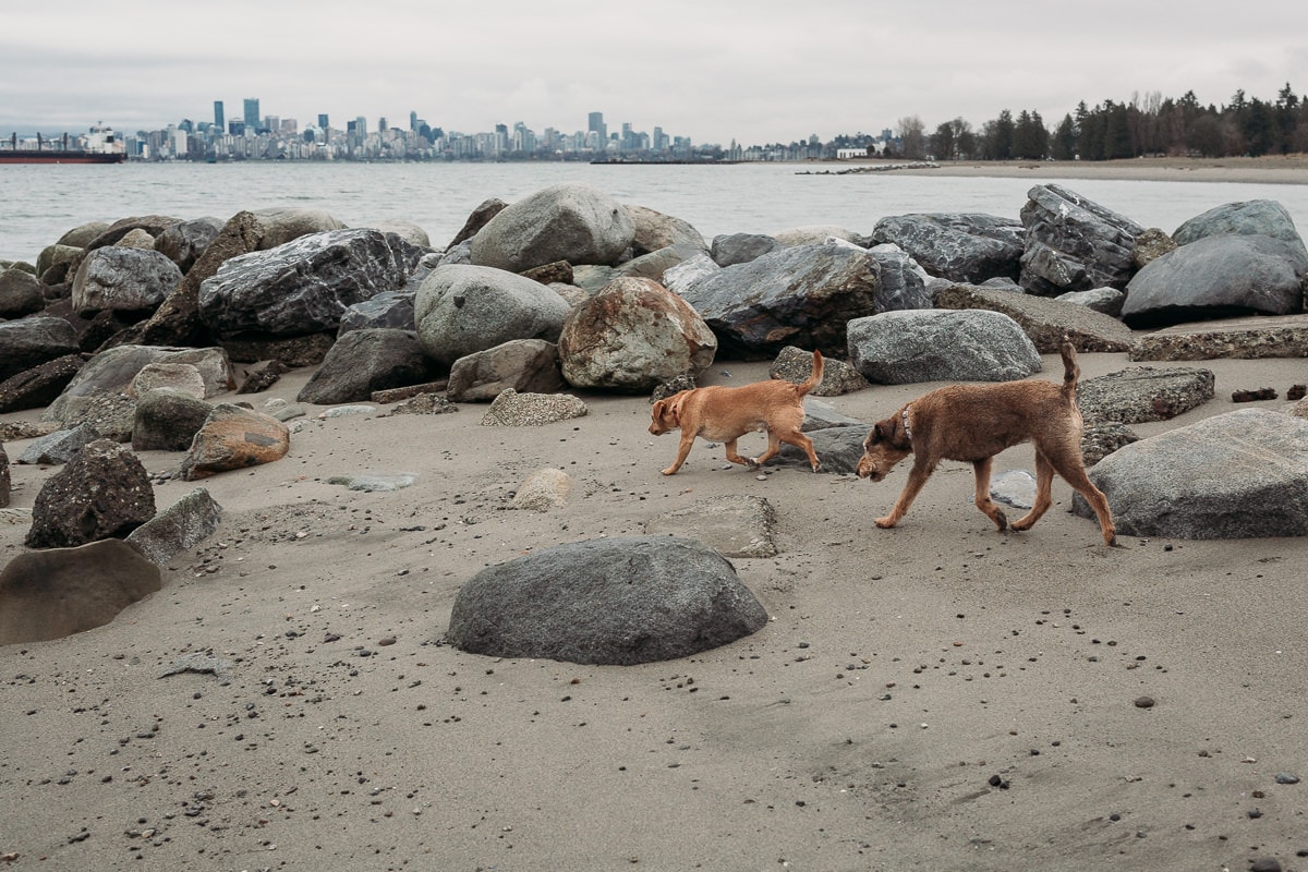 dogs on jericho beach photo shoot