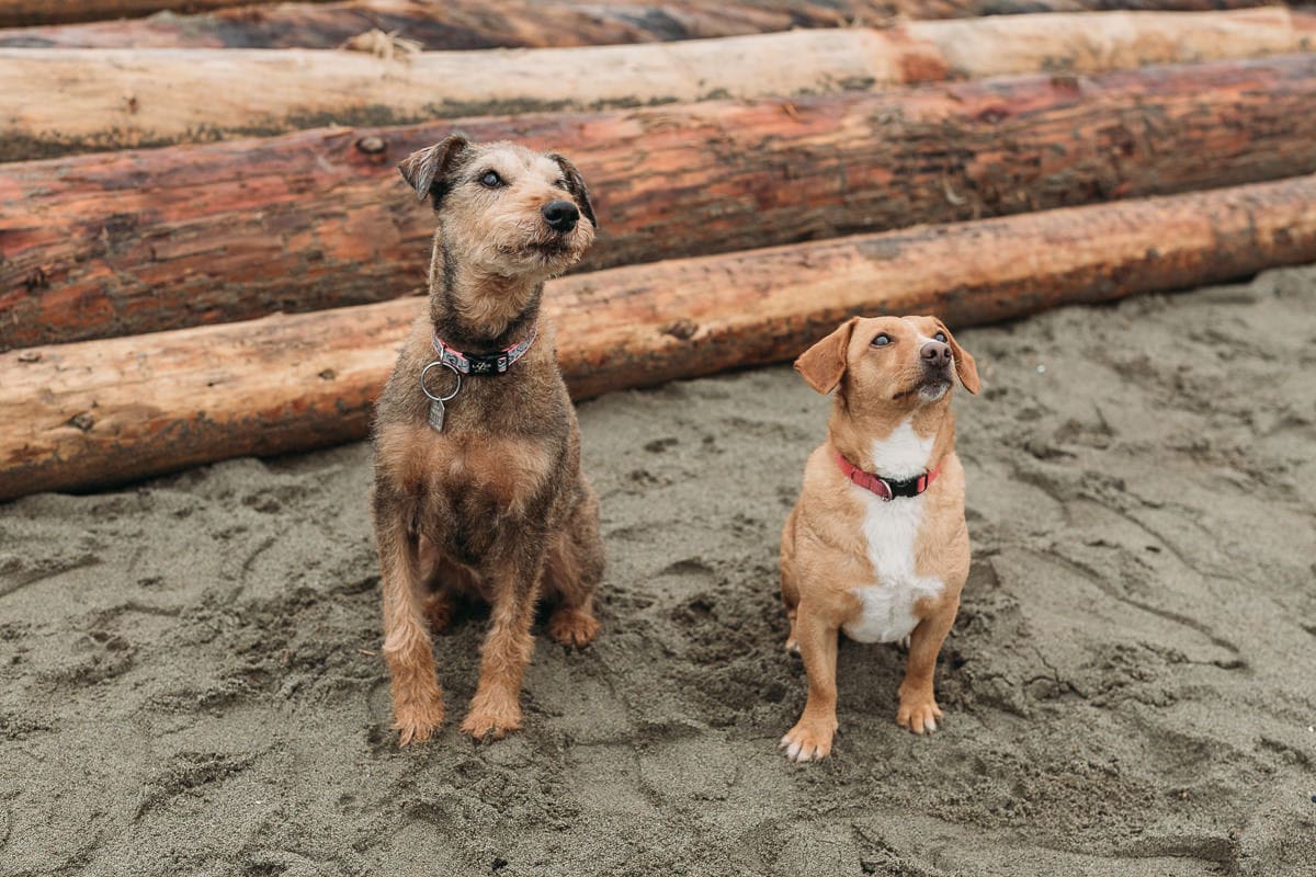 family photos with dogs on vancouver beach